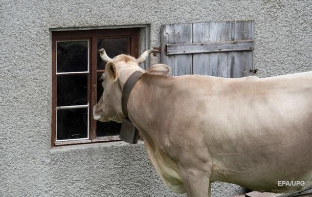 Українські корови перейшли кордон і примкнули до білоруського стада 
