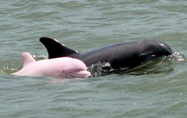 Американець сфотографував рідкісного рожевого дельфіна