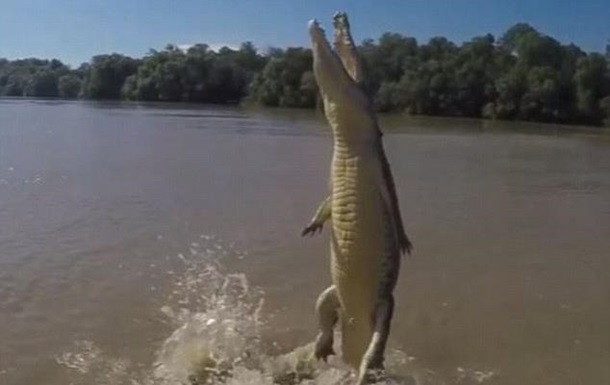 Крокодил поднялся на хвосте за куском мяса - видео