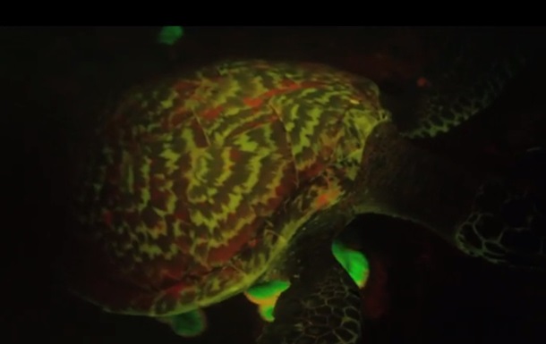 Біологи вперше виявили черепаху, що світиться