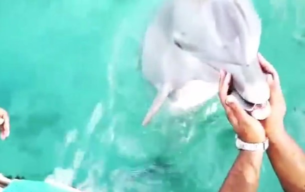 Мережу підкорив дельфін, який дістав дівчині телефон з дна океану