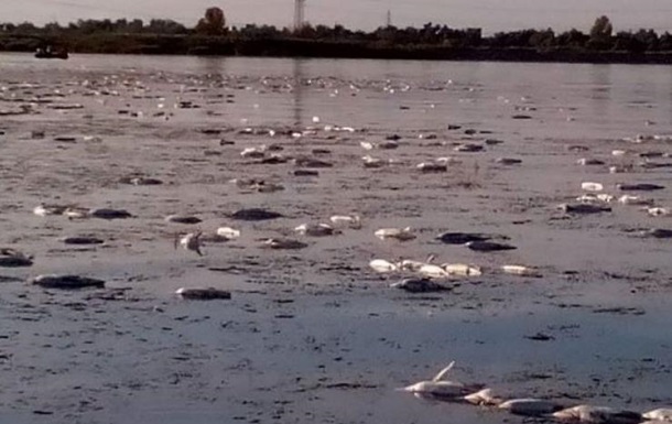 В озере Харьковской области погибли тонны рыбы