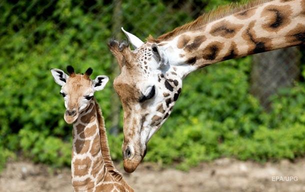 Вчені пояснили появу довгої шиї у жирафів