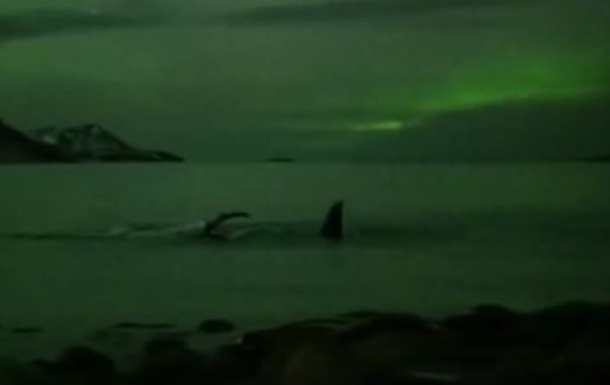 В сети появилось уникальное видео с китами