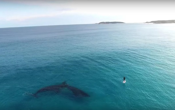 Відео з китами в 4K стало хітом Ютуба