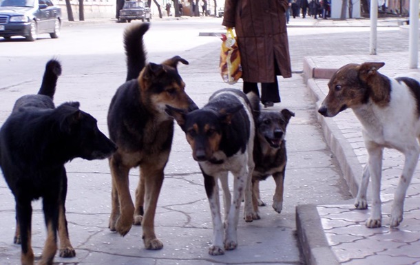 В Киеве возле озера нашли 15 мертвых собак