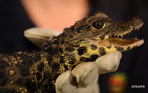 Зоологи Австралии: крокодилы спят с открытым глазом