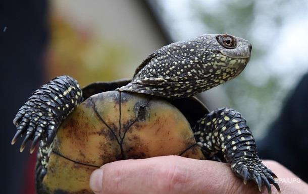 На Галапагосах выявили новый вид черепах