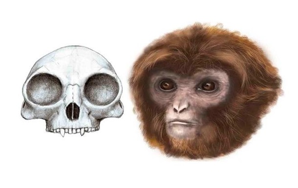 Останнього спільного предка мавпи і людини знайшли в Іспанії