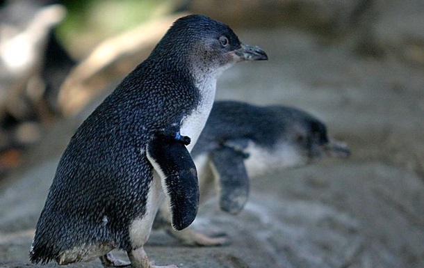 Дикая лиса задушила 14 пингвинов в австралийском зоопарке 