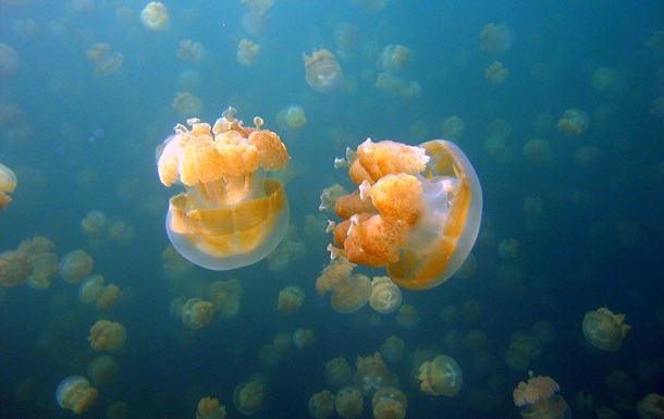 Движение медуз