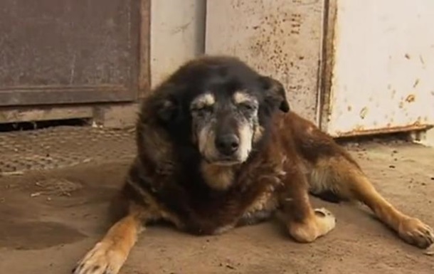 Мэгги - самая старая собака на планете