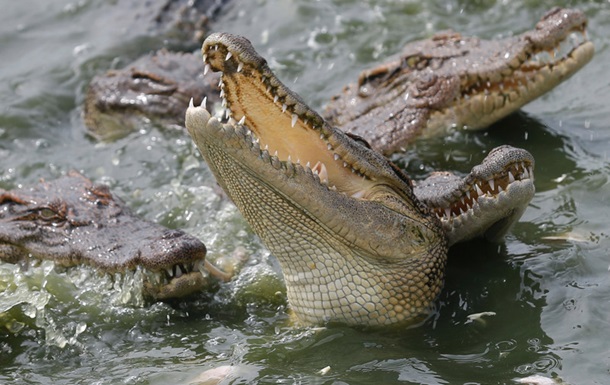 В Індонезії з явиться в язниця, яку охоронятимуть крокодили