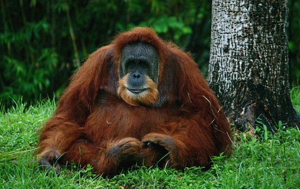 Таиланд вернул Индонезии украденных орангутангов