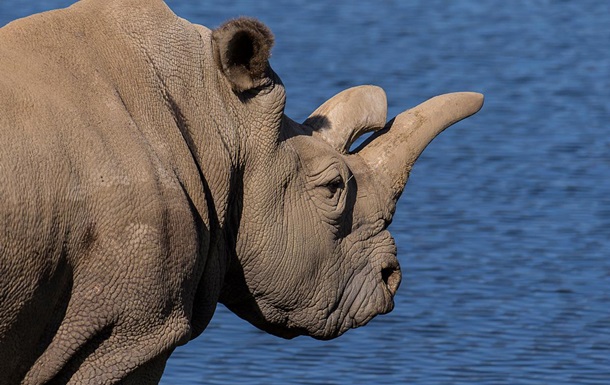 Один із чотирьох останніх білих носорогів у світі помер у зоопарку США