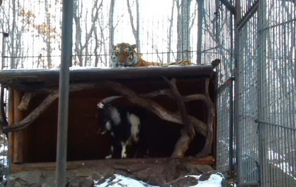В России подружившегося с козлом тигра посадили на диету