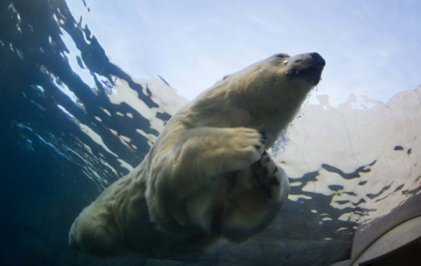 В датском зоопарке мужчина прыгнул в вольер к медведю