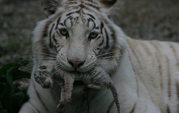 В ялтинском зоопарке замерз детеныш Тигрюли