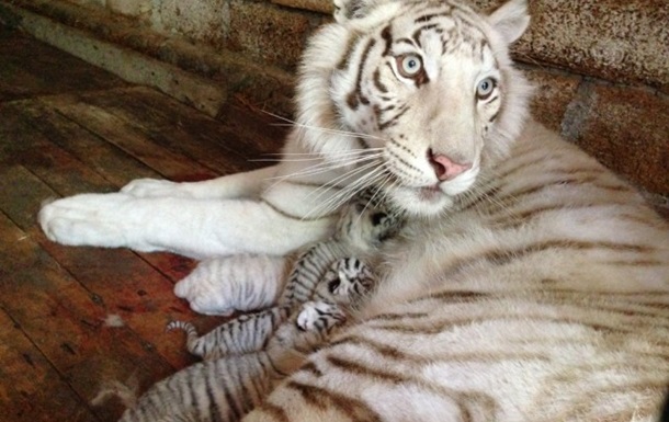 У зоопарку Ялти померло друге дитинча Тигрюлі