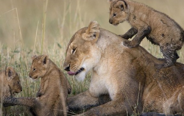 В Кении умер третий отравленный лев из  телепрайда 