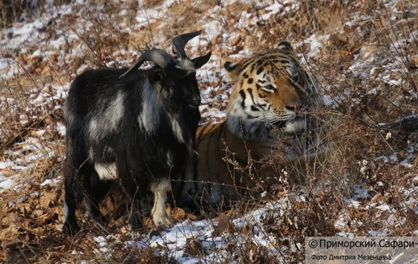 О дружбе козлика Тимура и тигра Амура расскажут в документальном фильме об амурских тиграх