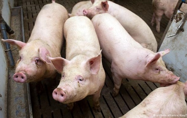 Росія заборонила імпорт української свинини