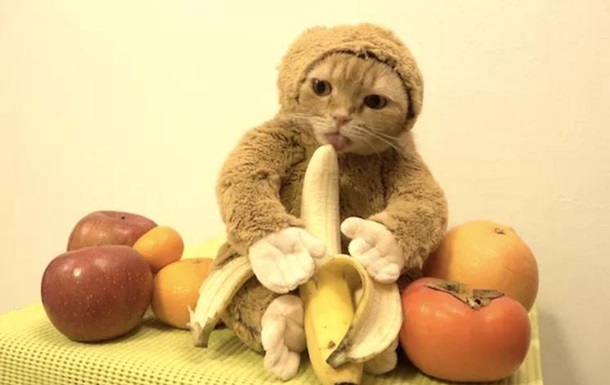 кот-обезьяна с бананом