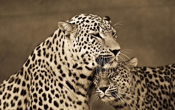 семья леопардов