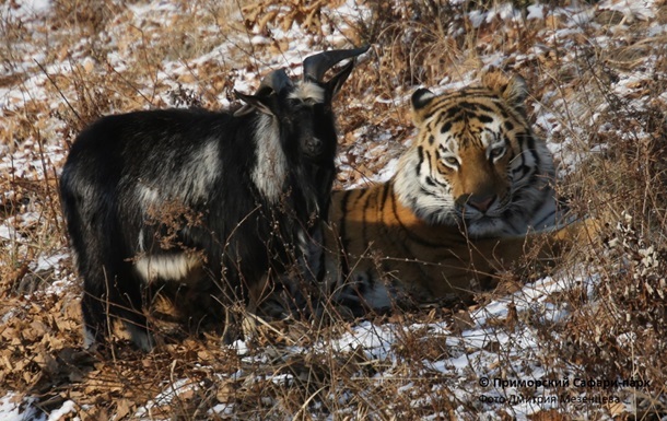 Козел Тимур и тигр Амур