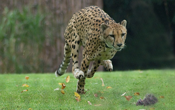 У США усипили найшвидшу у світі тварину