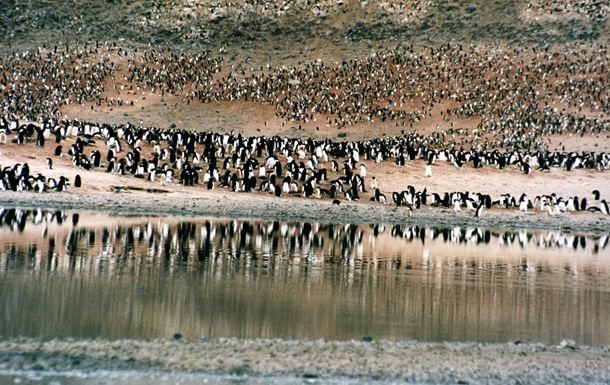 Айсберг привел к гибели популяции в 150 тысяч пингвинов
