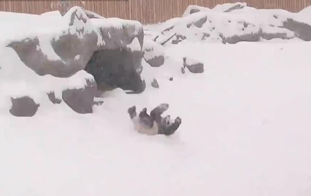 Панда покорила интернет кувырками в снегу