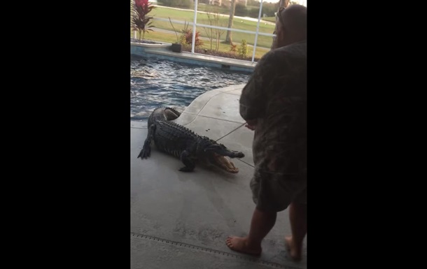 Огромный аллигатор залез в бассейн американки