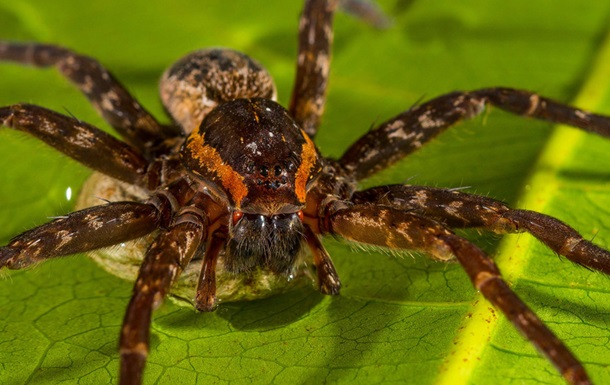 В Австралії виявили павука, який поїдає риб і жаб