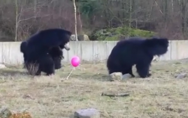 Видеохит. Медведи играют с воздушным шариком
