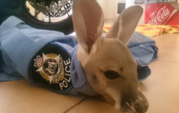 Австралийский полицейский  усыновил  детеныша кенгуру