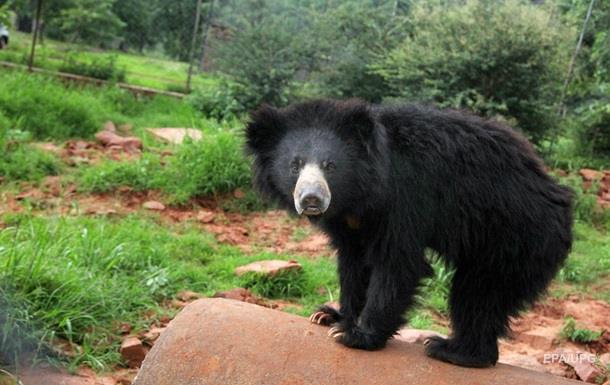 В Индии устроили облаву на медведя, растерзавшего трех человек