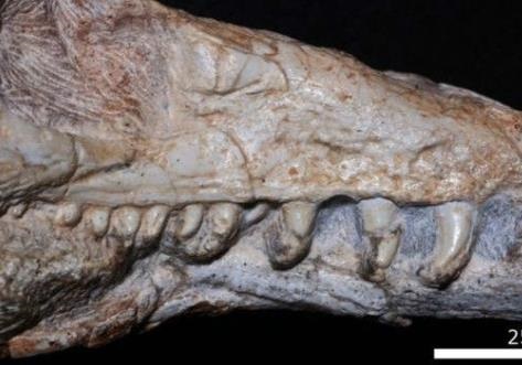 Предка динозавров нашли при раскопках в Бразилии