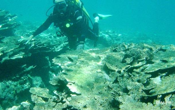 Удар по климату. Кораллы оказались под угрозой исчезновения