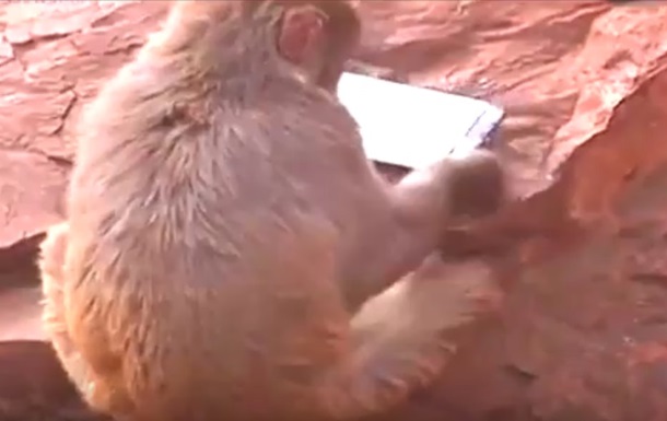 Мавпа  захопила  смартфон відвідувачки зоопарку