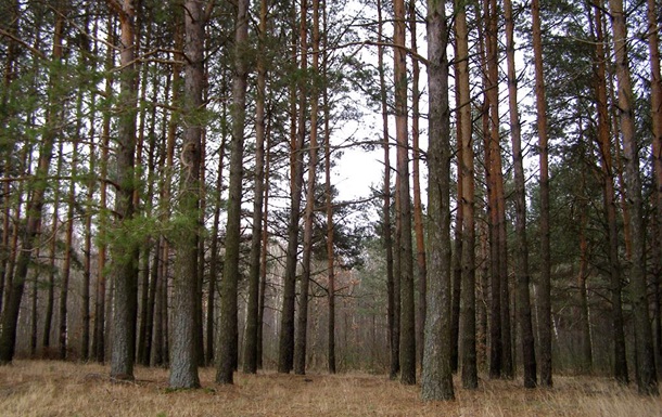 Біличанський ліс повинен належати громаді