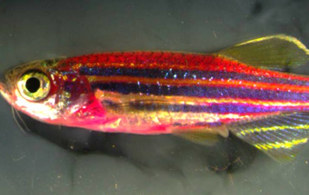 Створена риба-мутант з забарвленням 70 кольорів
