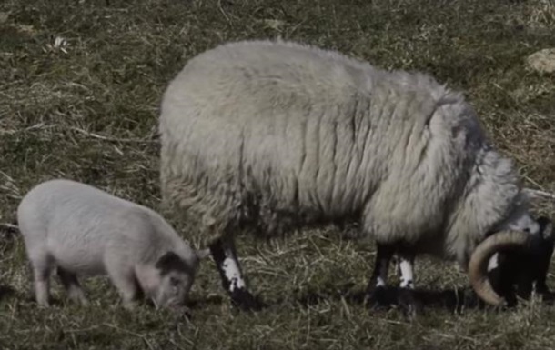 СМИ показали свинью, вообразившую себя овцой