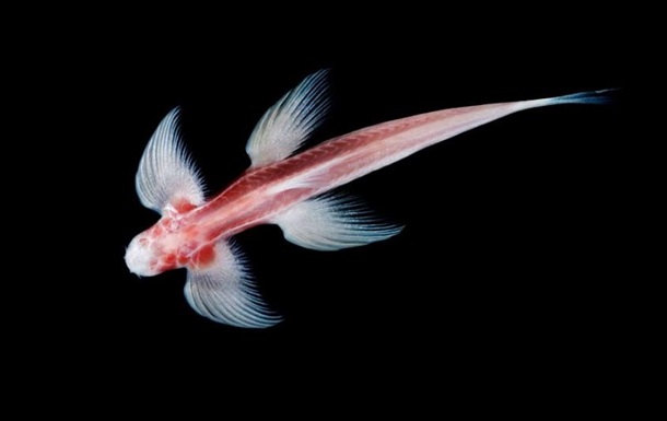 Вчені виявили рибу, що вміє ходити