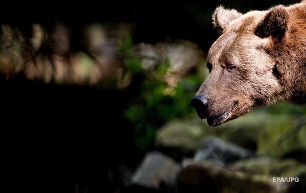В Карпатах медведь напал на мужчин, искавших оленьи рога