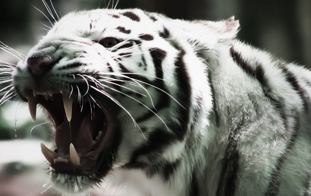 У США тигр загриз на смерть доглядачку зоопарку