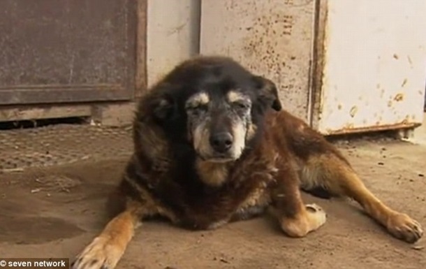 В Австралии умерла  самая старая собака в мире 