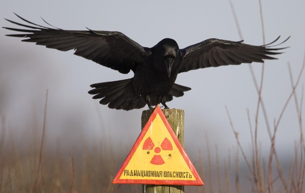 Чернобыль зона отчуждения животные