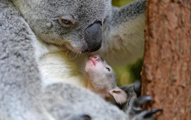 Дитинча коали, що з явилося на світ, підкорило Мережу