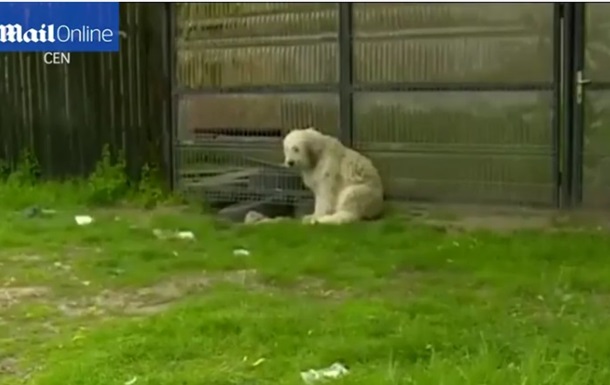 В Румынии пес пять лет сторожит дом умершего хозяина